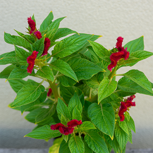 Celosia Twisted Red Current 4"