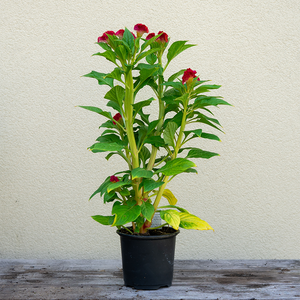 Celosia Twisted Red Current 4"