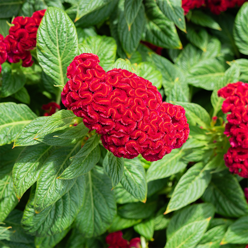 Celosia Twisted Red Current 8"