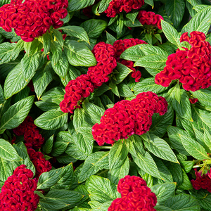 Celosia Twisted Red Current 8"