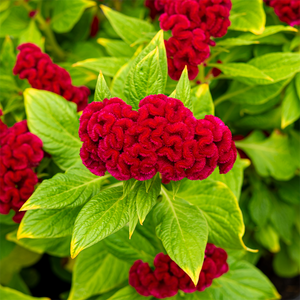 Celosia Twisted Strawberry 4"