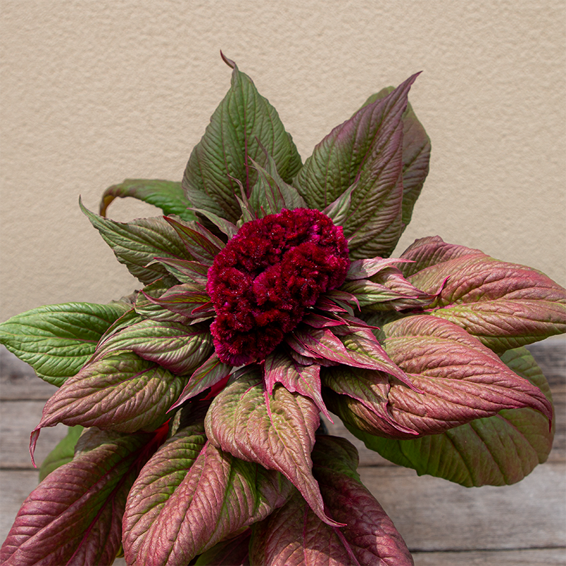 Celosia Dracula 4"
