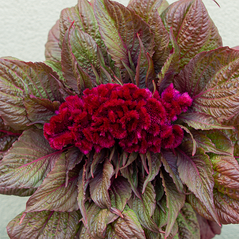 Celosia Dracula 8"