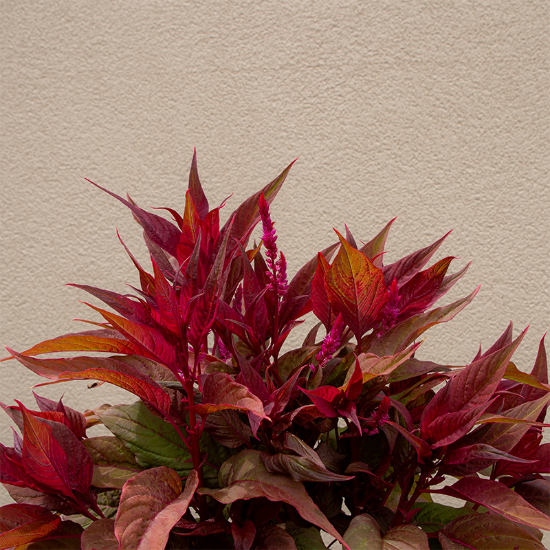 Celosia Dragon's Breath 8"