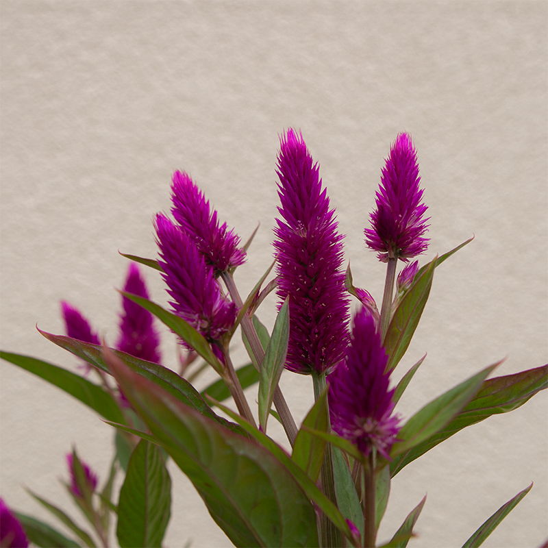 Celosia Intenz Dark Purple 8"