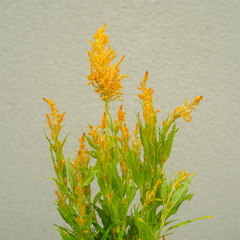 Celosia 'Kelos Fire Yellow' 4"