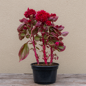 Celosia New Look Red 8"