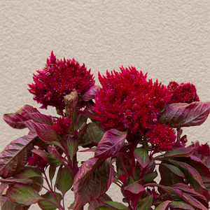 Celosia New Look Red 8"