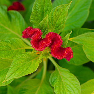 Celosia Twisted Red Current 4"