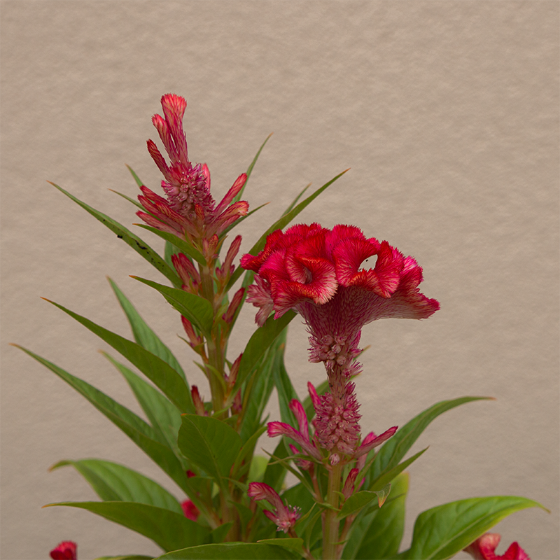 Celosia Twisted Strawberry 4"
