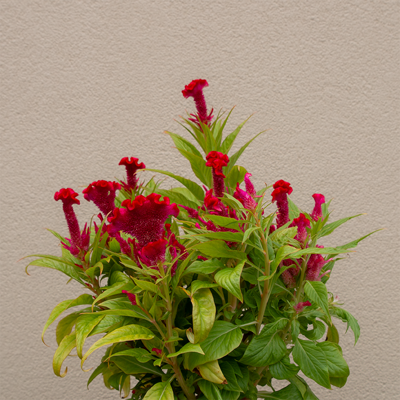 Celosia Twisted Strawberry 8"