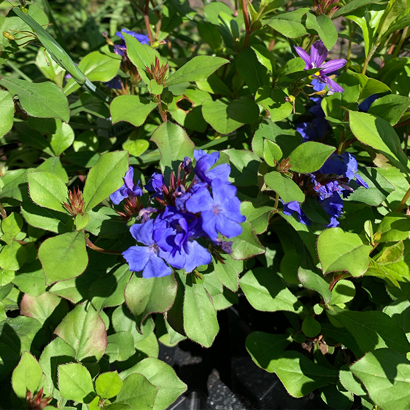 Ceratostigma plumbaginoides Q01