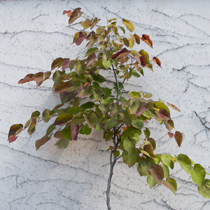 Cercis can 'Black Pearl'