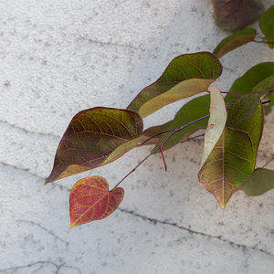 Cercis can 'Black Pearl'