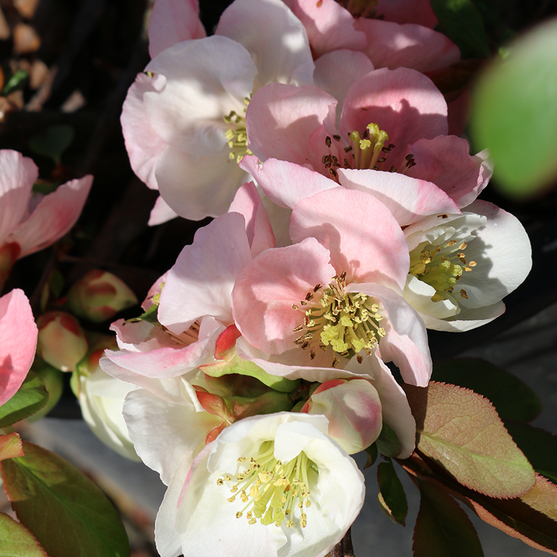 Chaenomeles 'Apple Blossom'