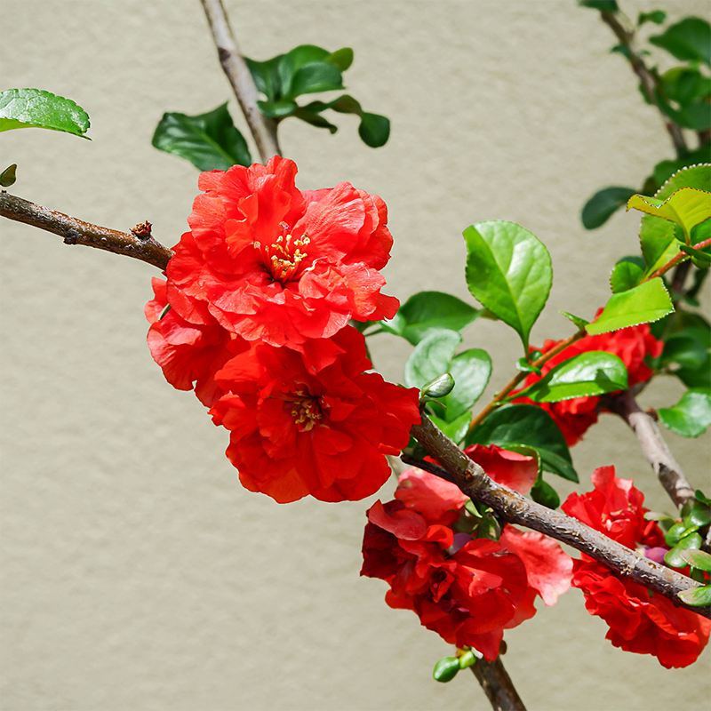 chaenomeles plant Chaenomeles 'Double Take Orange'