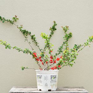 Chaenomeles 'Double Take Orange'