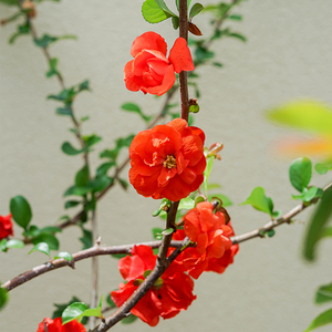 Chaenomeles 'Double Take Orange'