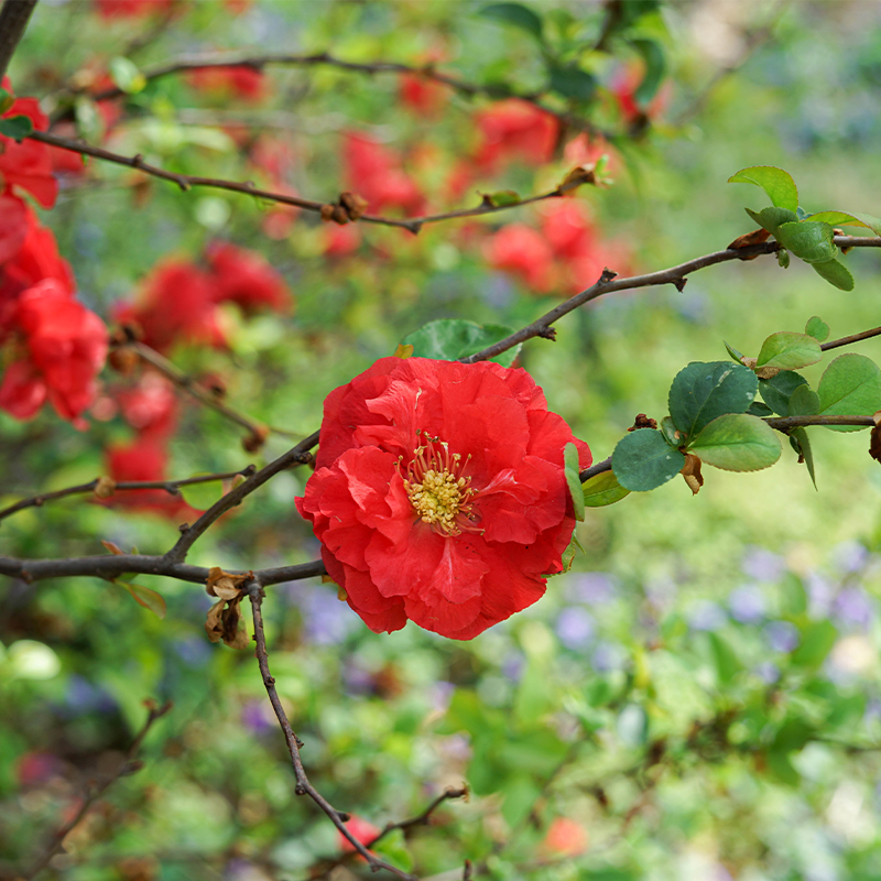 Chaenomeles 'Texas Scarlet'