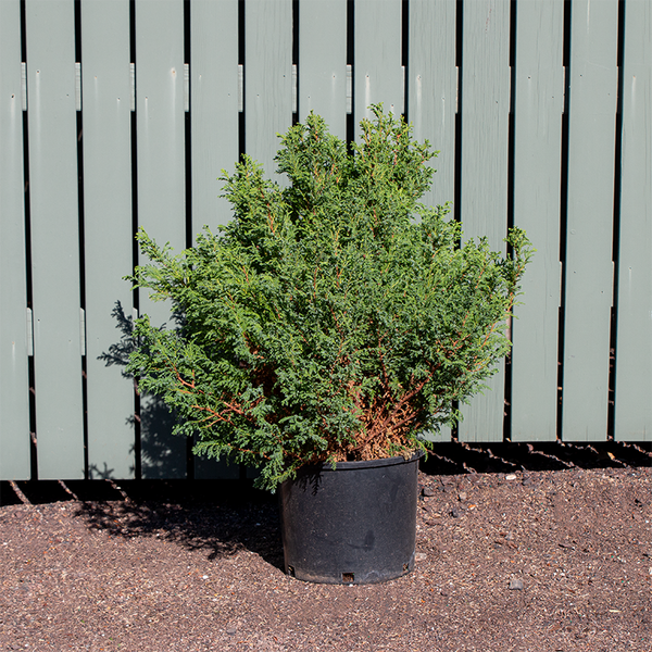 Chamaecyparis pis 'Cream Ball' Bowood Farms