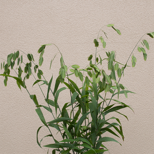 Chasmanthium latifolium G01