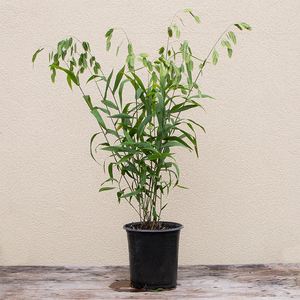 Chasmanthium latifolium G01