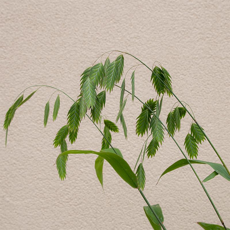 Chasmanthium latifolium G01