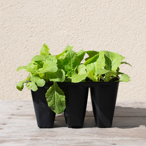 Chinese Cabbage 'Minuet' 6 Pack