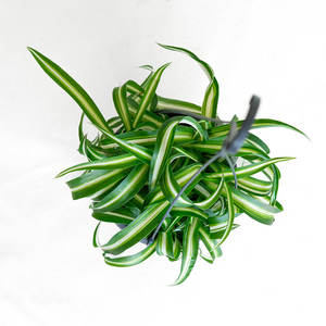 Chlorophytum 'Bonnie'  Hanging Basket 5"