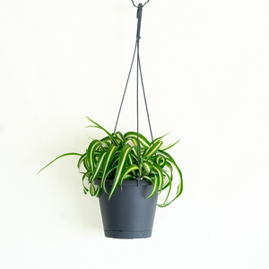 Chlorophytum 'Bonnie'  Hanging Basket 5"