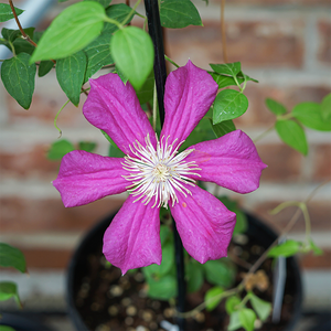 Clematis 'Cardinal Wyszyski' G01