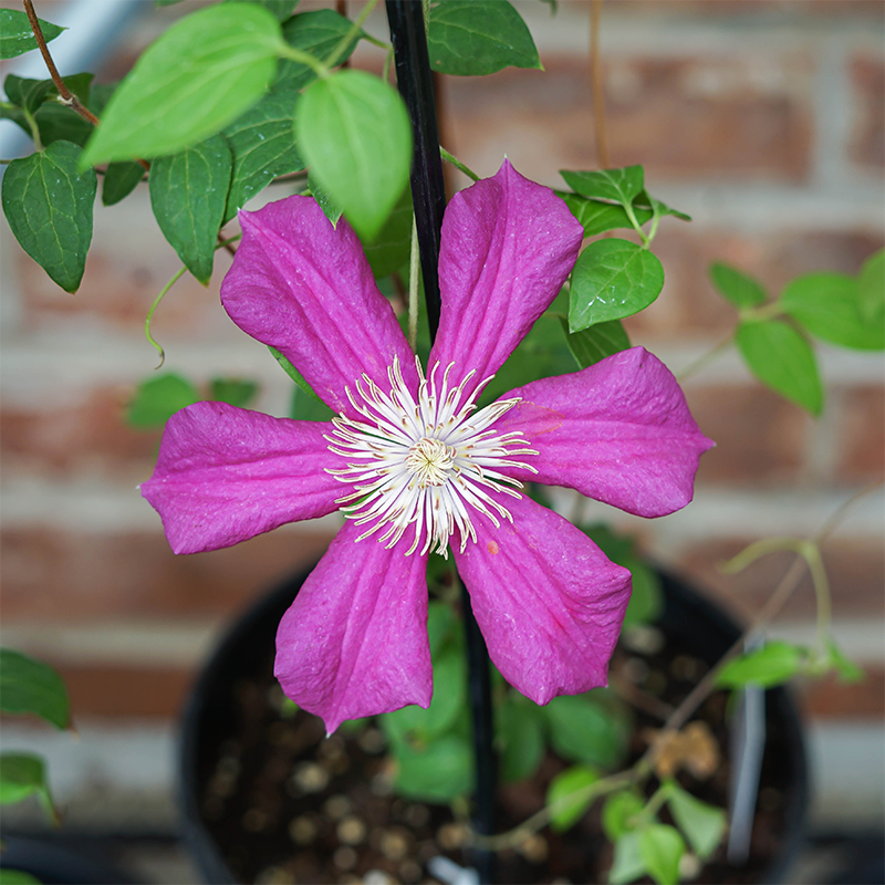 Clematis 'Cardinal Wyszyski' G01