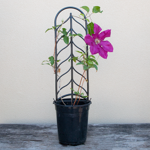 Clematis 'Cardinal Wyszyski' G01