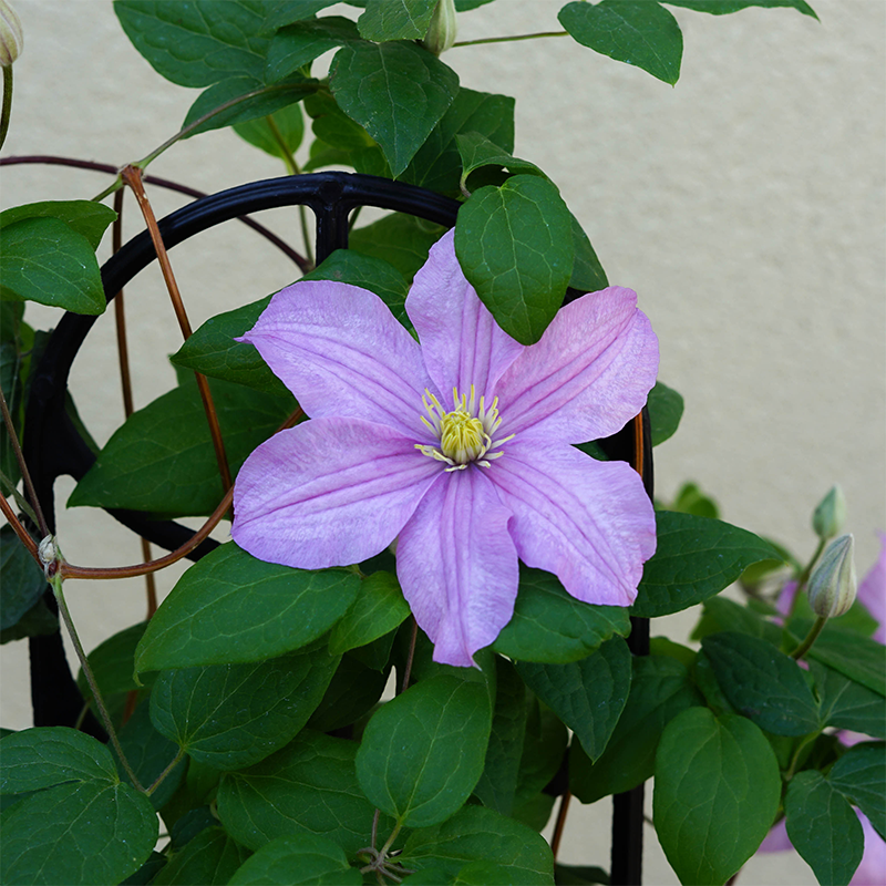 Clematis 'Comtesse De Bouchaud' G01