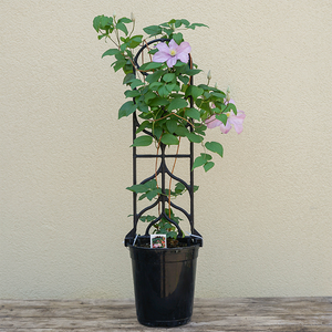 Clematis 'Comtesse De Bouchaud' G01