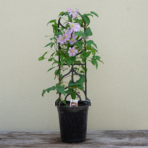 Clematis 'Comtesse De Bouchaud' G01
