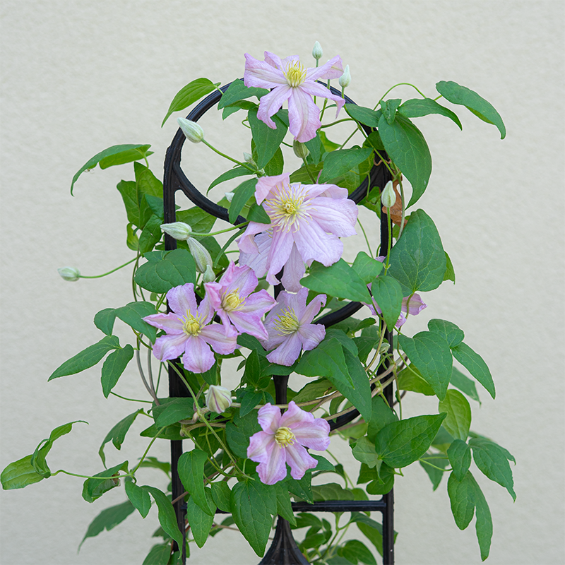 Clematis 'Comtesse De Bouchaud' G01