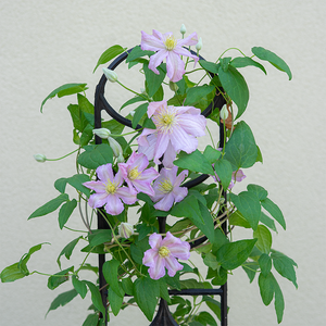 Clematis 'Comtesse De Bouchaud' G01