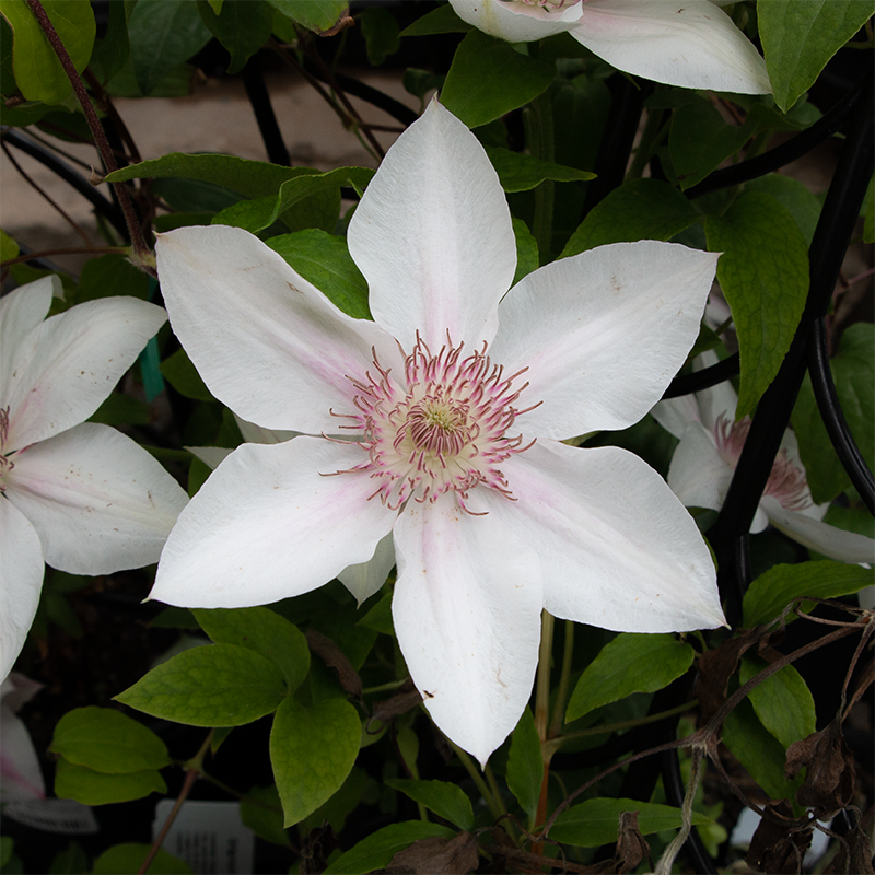 Clematis 'Corinne' G01