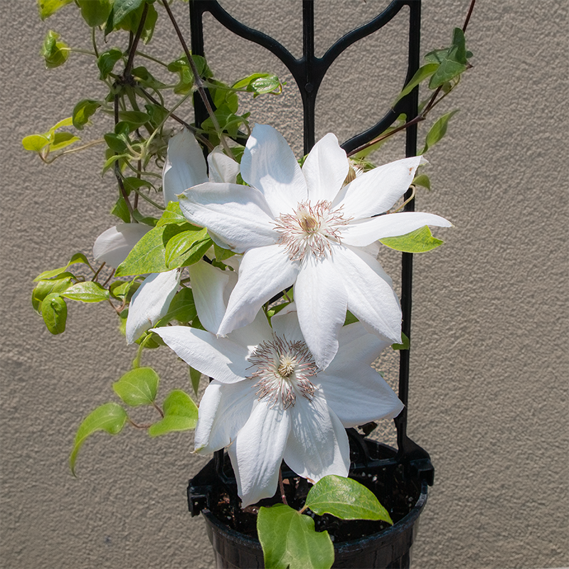 Clematis 'Henryi' G01
