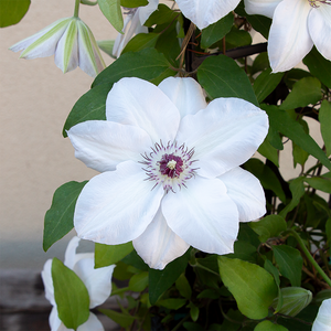 Clematis 'Miss Bateman' G01