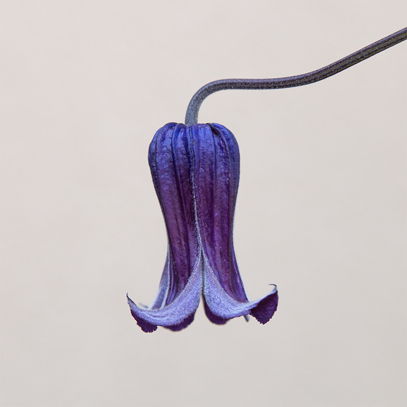 Clematis 'Rooguchi' G01