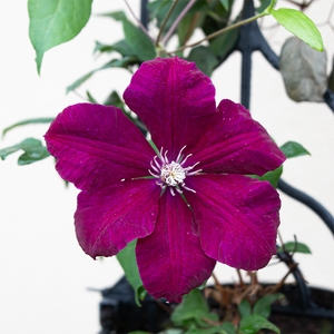 Clematis 'Rouge Cardinal' G01