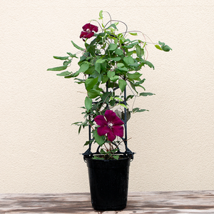 Clematis 'Rouge Cardinal' G01