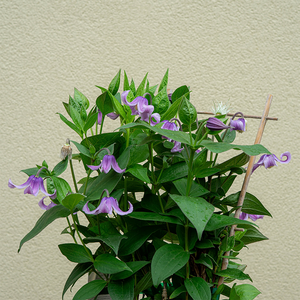 Clematis 'Stand By Me Pink' G01