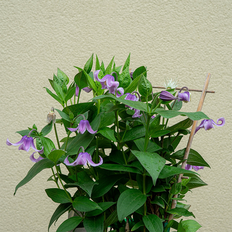 Clematis 'Stand By Me Pink' G01