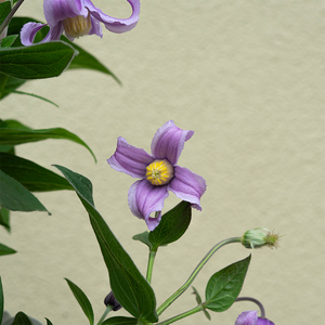 Clematis 'Stand By Me Pink' G01