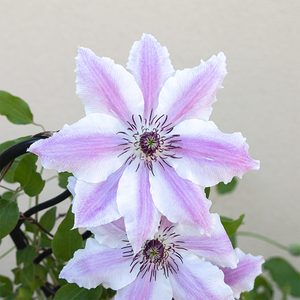 Clematis 'Vancouver Mystic Gem' G01
