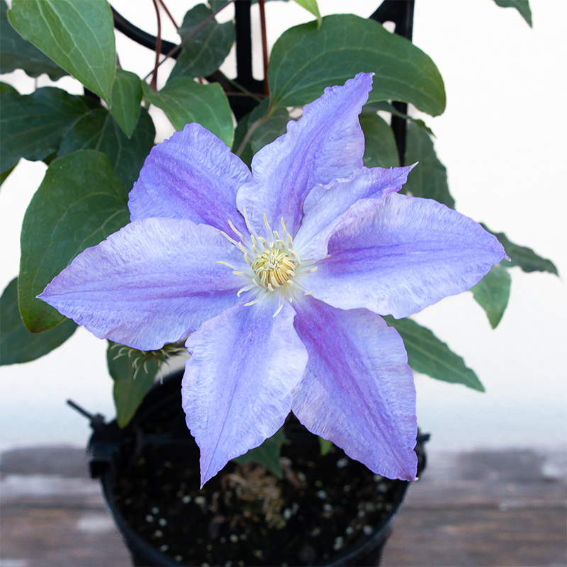 Clematis 'Vancouver Sea Breeze' G01