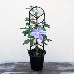 Clematis 'Vancouver Sea Breeze' G01